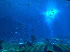 -亚特兰蒂斯•OSSIANO奥西亚诺海底餐厅