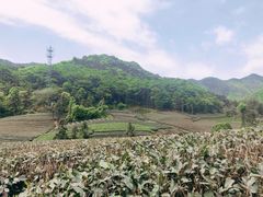 -龙坞茶村