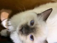 -藏猫猫咖啡主题馆(中央大道店)