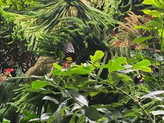 -美国自然历史博物馆