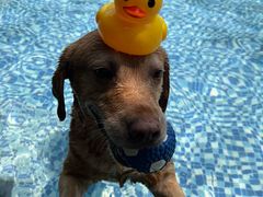 -汪说喵讲宠物乐园宠物酒店(红星美凯龙店)