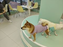 -怪兽屋·羊驼·猫咖·狗咖(俊华广场店)