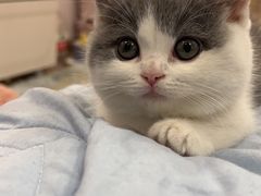 -momokira米努特·德文卷毛猫·棉花面纱犬
