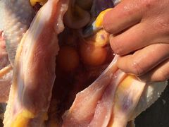 -大圩自在人土鸡场(大圩自在人垂钓店)