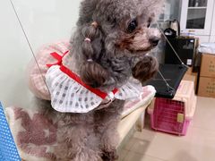 -诺比宠物医院心脏内科·泌尿肾内外科·骨科急重症