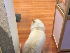 -猫小院猫主题咖啡厅(北锣店)