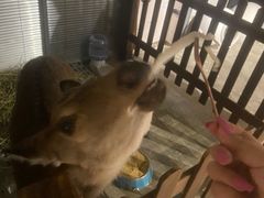 -浣熊柯尔鸭土拨鼠·电玩咖