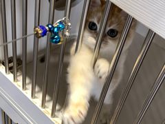 -东方名猫馆·英短金渐层布偶猫舍(环线广场1号楼店)