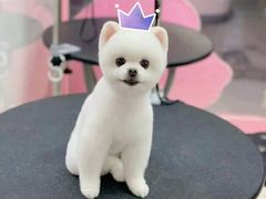 -FAELING PETS美天灵宠物(合生汇店)