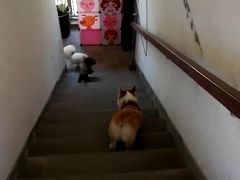 -波姐宠物家庭寄养