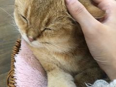 -共舞时光猫咖·狗咖(新街口店)
