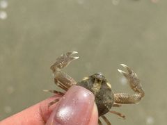 -汕尾风车岛