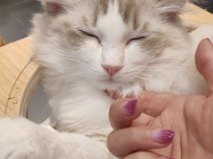 -飞行喵MR PILOT|猫舍·猫咖(静安大融城店)