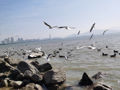 -深圳湾公园(南山区)