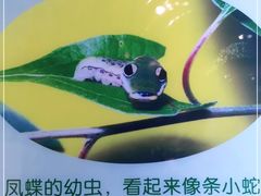 -上海昆虫博物馆