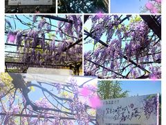 -嘉定紫藤园