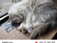 -豆逗聊愈猫阁Easy Life