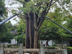 -上海佘山国家森林公园天马山园