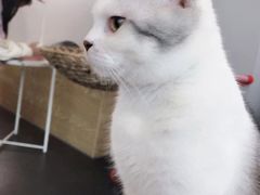-Heymao猫咖.咖啡厅(东门店)