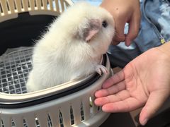 -宠物兔专门店(天丰利市场店)