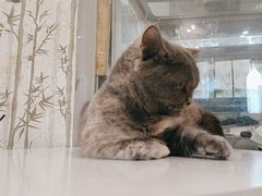 -楼上猫咖(罗湖店)