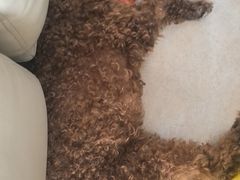 -天宠宠物医院24小时·急重症诊疗中心·全科·腔镜特色(和平分院)