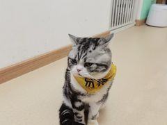 -猫在这儿猫咪咖啡馆·撸猫馆