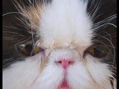 -猫小院猫主题餐厅(三里屯店)