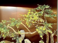 -肆月河豚·新淮扬菜·烤鸭(中关村店)
