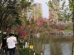-重庆彩云湖湿地公园