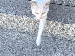 -西林禅寺
