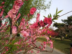 -莲花池公园