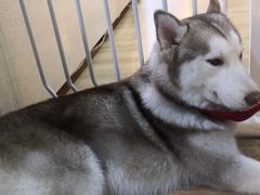 -Husky Go! 哈士奇体验馆·宠物咖啡厅狗咖