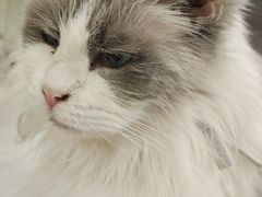 -共舞时光猫咖·狗咖(新街口店)