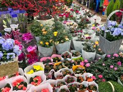 -双季花艺园艺市场(浦东店)