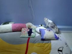 -喵的天空名猫咖啡馆·撸猫·猫舍·用品