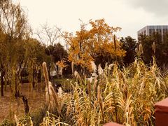 -南翔镇银翔湖公园