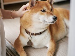 -柴犬高等学院·狗咖·柴犬售卖·宠物训练
