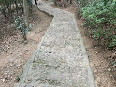 -上海佘山国家森林公园天马山园