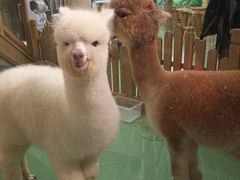 -藦茜花园宠物主题亲子互动体验馆(国顺东路店)
