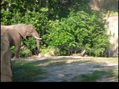 -奥兰多迪士尼动物王国乐园