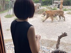 -上海野生动物园老虎餐厅