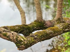 -上海滨江森林公园