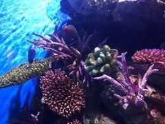 -暹罗海洋世界