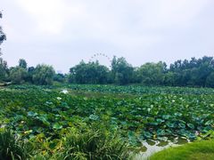 -西安浐灞国家湿地公园