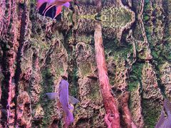 -上海海洋水族馆