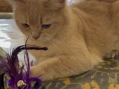 -平行世界·猫咖(首经贸店)