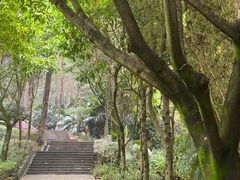 -铁山坪森林公园