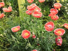 -合肥滨湖国家森林公园