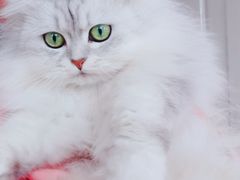 -瑞派名望24h动物医院异宠专科·猫专科·骨科·重症监护分院
